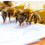 Fütterung der Bienen