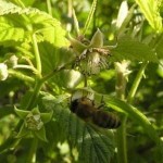 Biene auf Himbeere