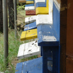 Informationsabend zum Grundkurs Bienenhaltung 2024/2025